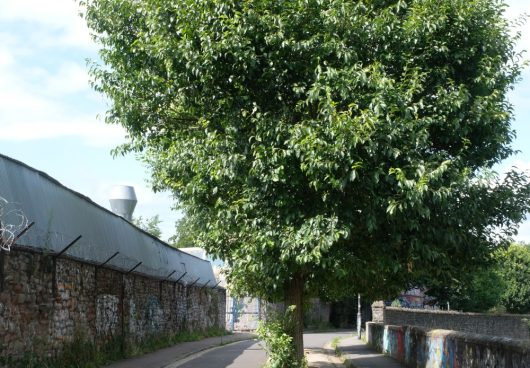 trees that grow in the middle of the road