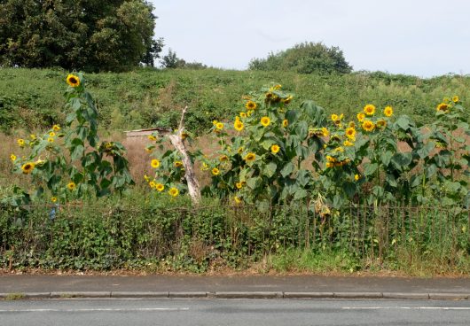 sunflowers like gentlemen