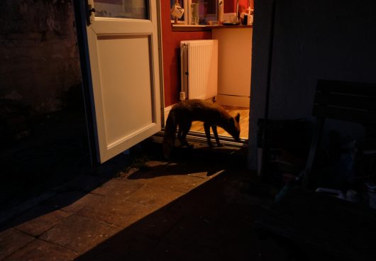 foxy brown at the back door