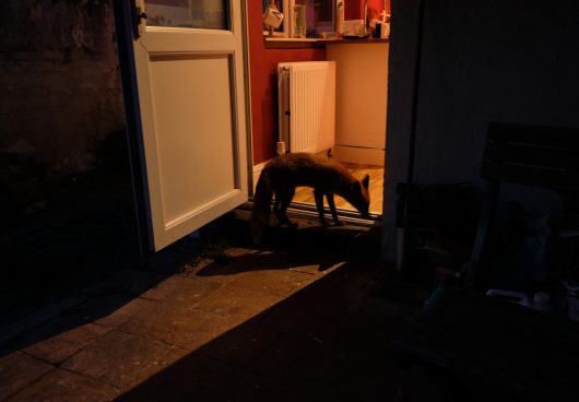 foxy brown at the back door